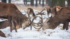 Two deer head-to-head with their antlers interlocked, struggling in the same way that writing is struggle because the deer get us!